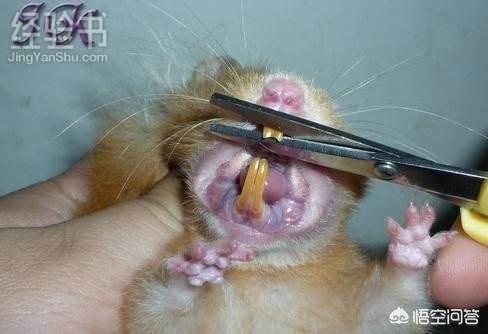 如何给仓鼠剪牙仓鼠不磨牙怎么办解答