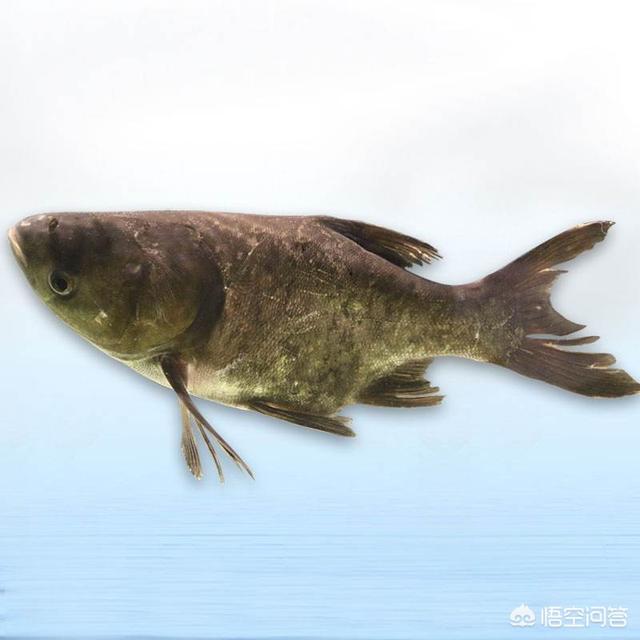 头条问答 - 你知道江川大头鱼做的美味都有那些吗?(2个回答)