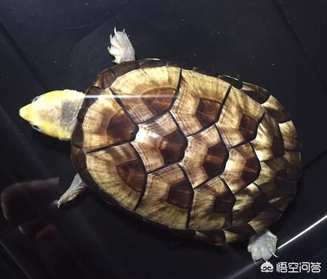 苏卡达陆龟吃什么最好:苏卡达陆龟可以吃什么蔬菜？ 苏卡达龟怎么去养
