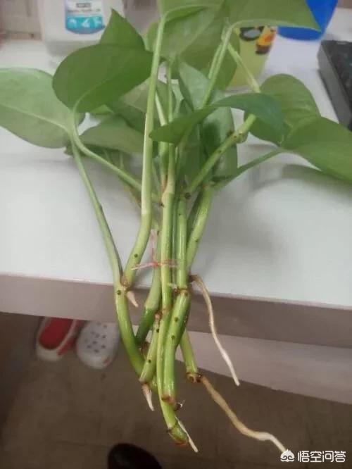 剪下的绿萝泡水几天才会生根？