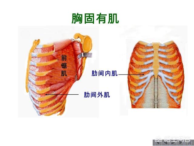 腹式呼吸时是完全用鼻子呼吸还是口呼鼻吸？