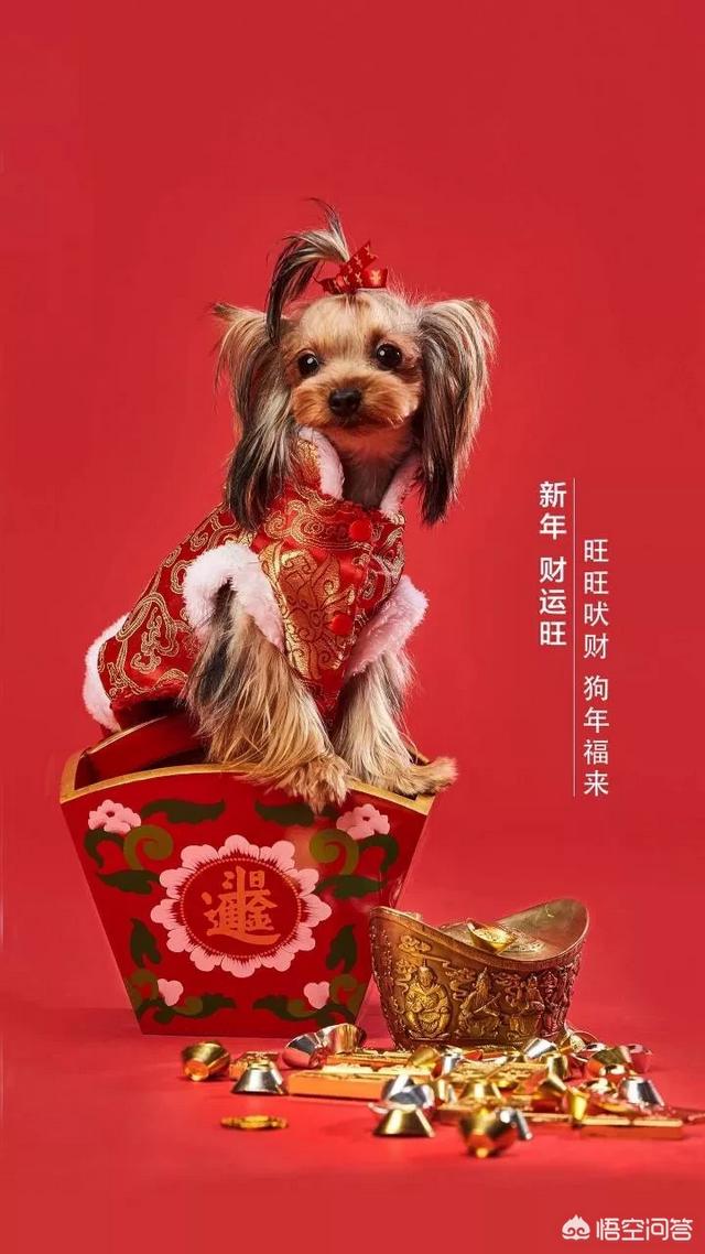 2018年春节档的电影票房黑马,你看好哪一部电影？