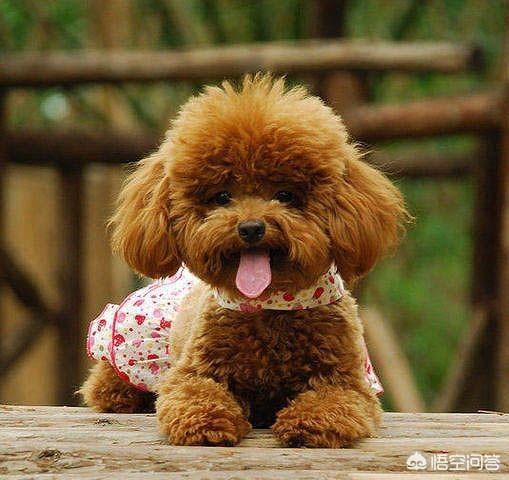 哪款小型犬比较好养？