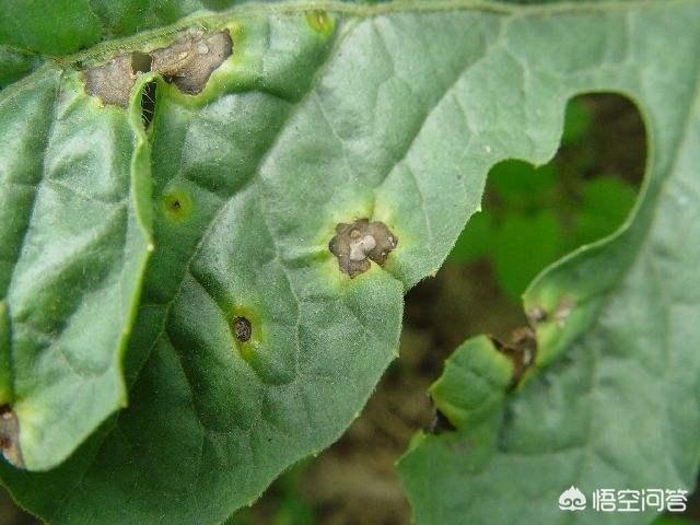 头条问答 - 栀子花得了炭疽病,该怎么办?(5个回答)