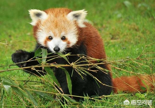 Малая панда из красной книги описание. Ailurus Fulgens. Красная Панда красная книга. Малая Панда красная книга. Животные красной книги малая Панда.