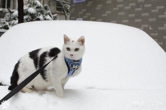 暗中观察 橘猫:应不应该带猫咪到屋外散步？ 暗中观察橘猫表情包