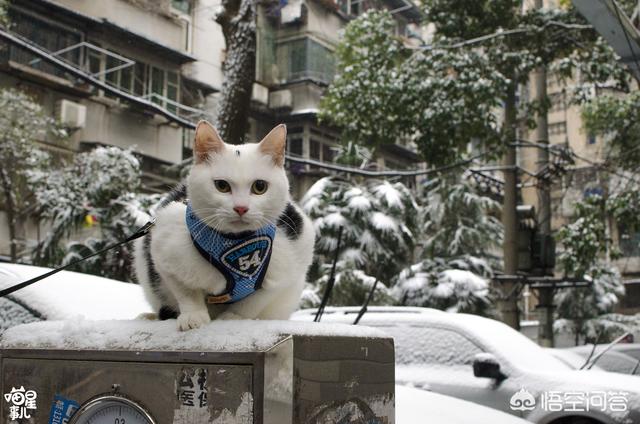 暗中观察 橘猫:应不应该带猫咪到屋外散步？ 暗中观察橘猫表情包