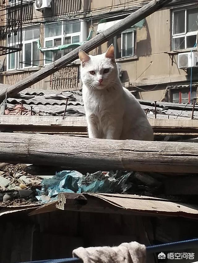 子猫絮语吧:你们家没做绝育的猫过的怎么样？