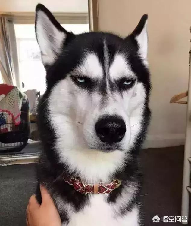 训犬指南:训狗的最简单动作有哪些？