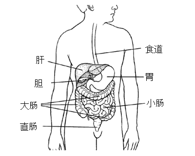 人体内脏分布图 简图图片