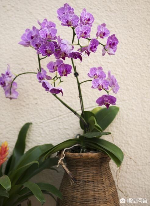 头条问答 - 蝴蝶兰怎么才能养好,花期多长时间?(14个回答)