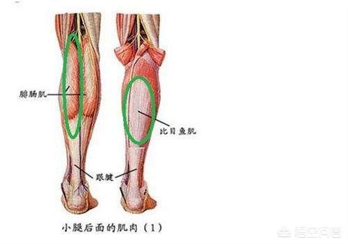 瑜伽狗:小腿粗壮该如何用瑜伽拉伸呢？