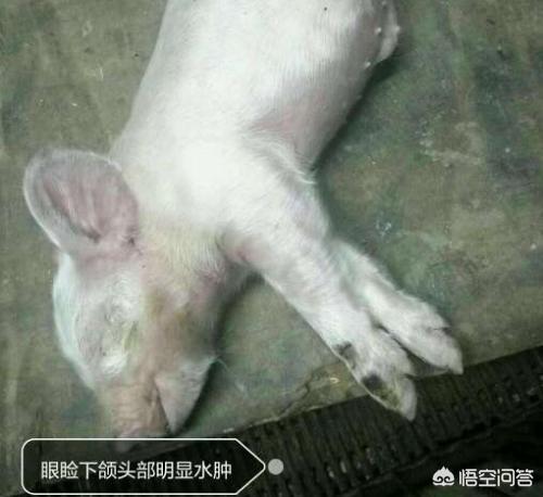 磺胺对甲氧嘧啶钠:7天的仔猪拉稀打什么针？