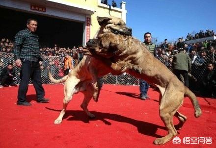 中国马犬比赛视频直播:山西、河南农民组织新春斗狗比赛，猛犬撕咬场面激烈。你怎么看？