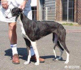 我要就是超级大狗:DNF：95版本红眼大狗极限最高可以堆到多少级？