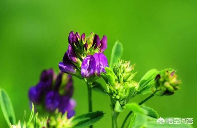 新疆苜蓿草图片:苜蓿草图片 功效 新疆万亩紫花苜蓿有销路吗？