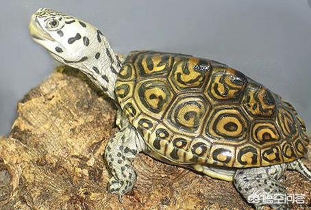 彩绘乌龟该怎么饲养，出眠后的龟到底要如何调养