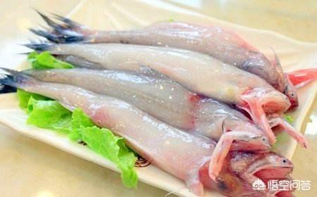 潮汕象鱼是什么鱼:在福州餐桌上常见的“水淀鱼”是什么鱼？