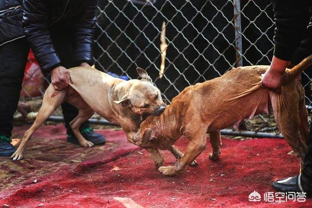 中国斗犬:斗狗每年都在哪里举办的？