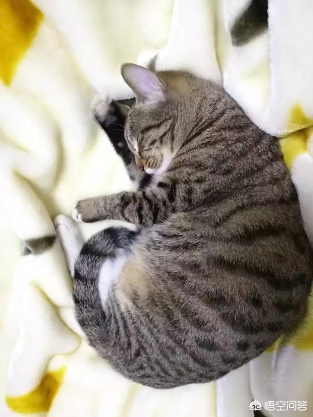 怎么养猫:养猫日记公开大分享!一起来聊聊如何当个合格铲屎官吧？