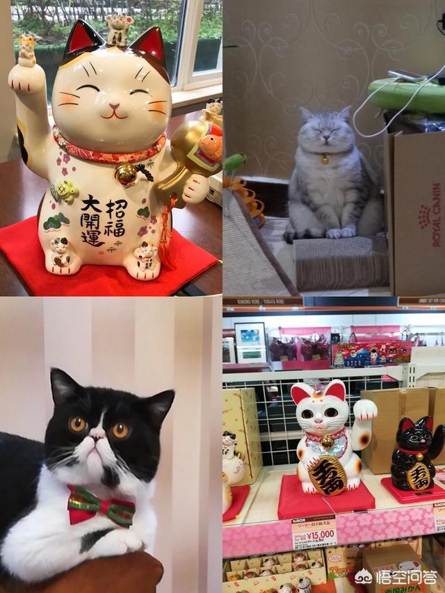 头条问答 想问一下究竟是养一只猫好还是养两只有个陪伴比较好 琳36487646的回答 0赞