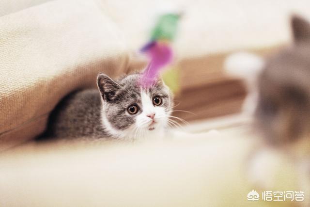 狗吃了松木猫砂怎么办:波斯猫吃猫砂咳嗽该怎么办？ 狗不小心吃了猫砂怎么办