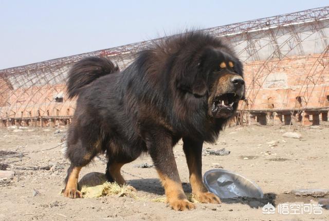 青海玉树藏獒市场:2018年快过完了，藏獒市场现在还火吗？