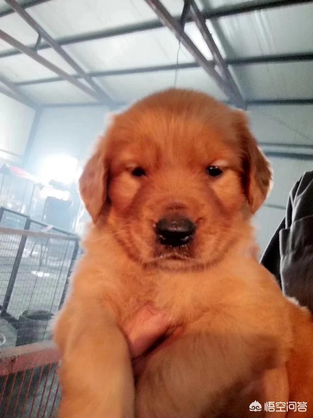 4个月金毛幼犬什么好:一个多不到两个月的小金毛可以给吃什么零食？