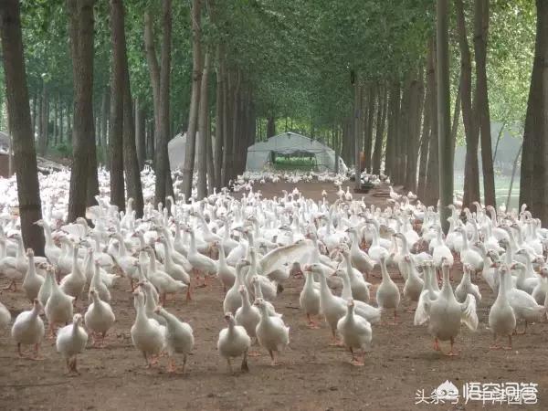 散养土鸡养殖技术:如何散养土鸡 散养土鸡的饲料怎样搭配好？