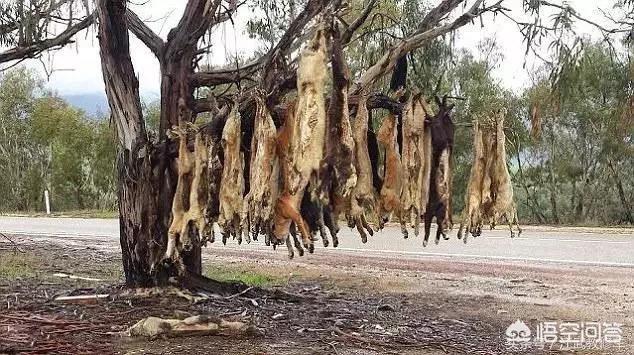 至尊犬奴:为什么有些人一听到爱狗就说不吃羊肉牛肉，他们不吃吗？