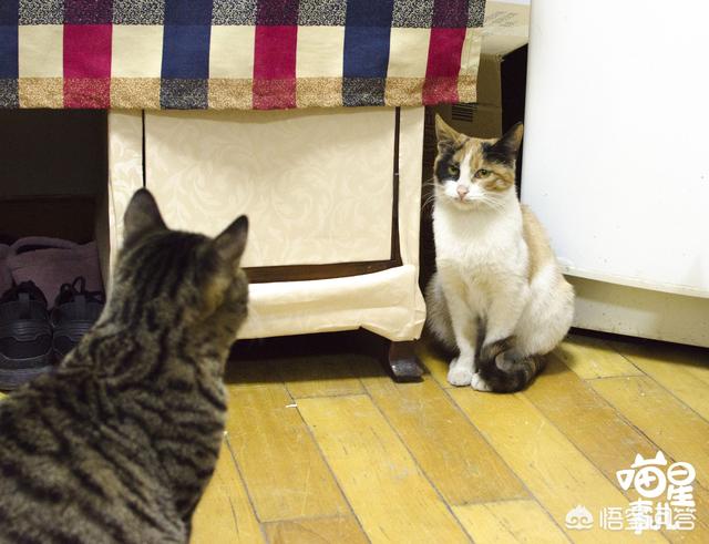 收养流浪猫 求赞助:流浪猫是否都会渴望被那些对它表达友好的人类所收养？ 收养流浪猫吉利吗