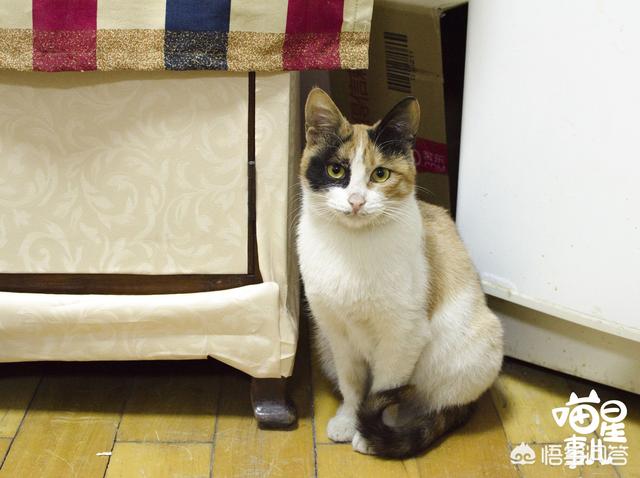 收养流浪猫 求赞助:流浪猫是否都会渴望被那些对它表达友好的人类所收养？ 收养流浪猫吉利吗