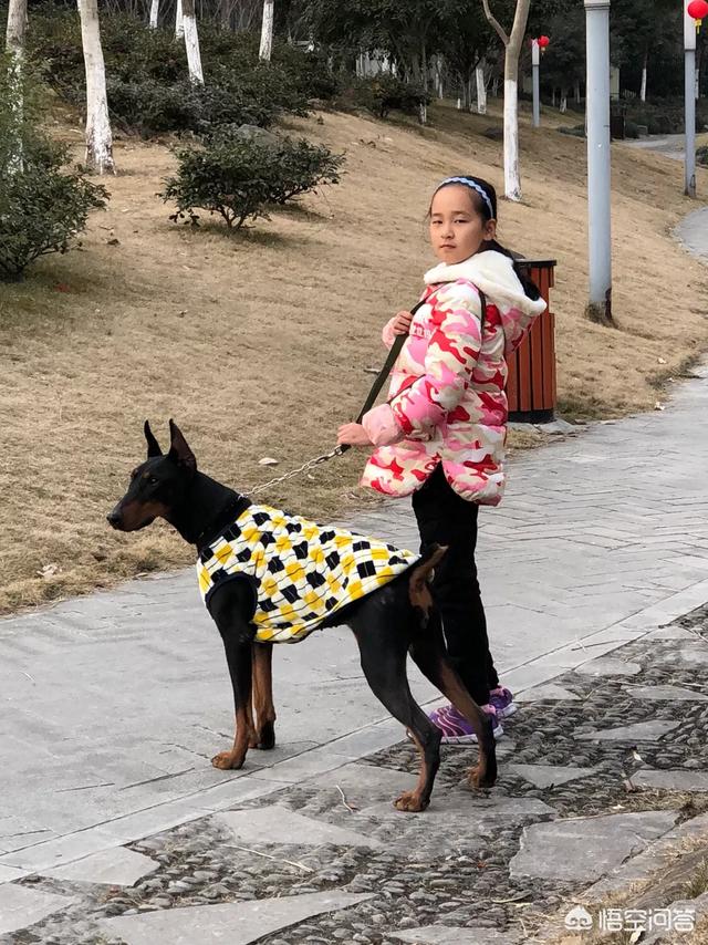 如何饲养杜宾犬？