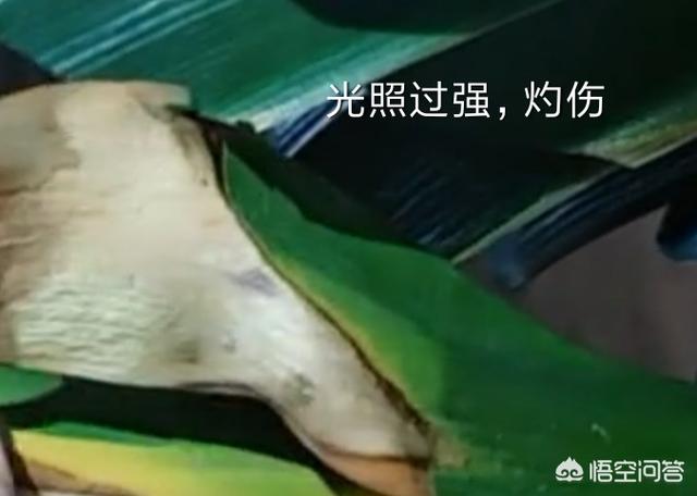 52君子兰网:我家的君子兰叶子黄了怎么办？