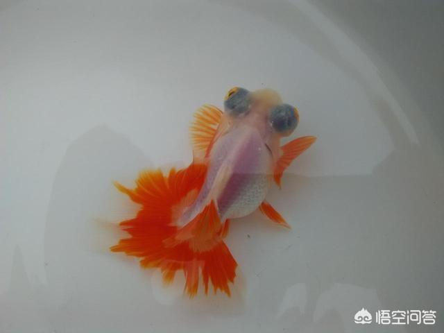 头条问答 这是什么金鱼 来自乌托邦的回答 0赞