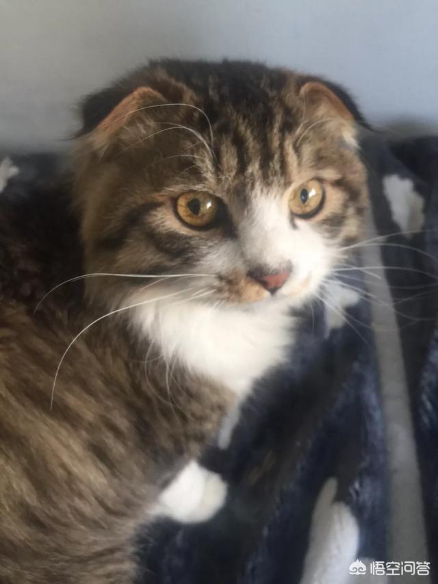 家里没有阳台养猫好吗:家里没有阳台，如何让猫晒太阳？