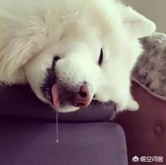 爱尔兰雪达犬吧:养萨摩耶是什么样的体验？