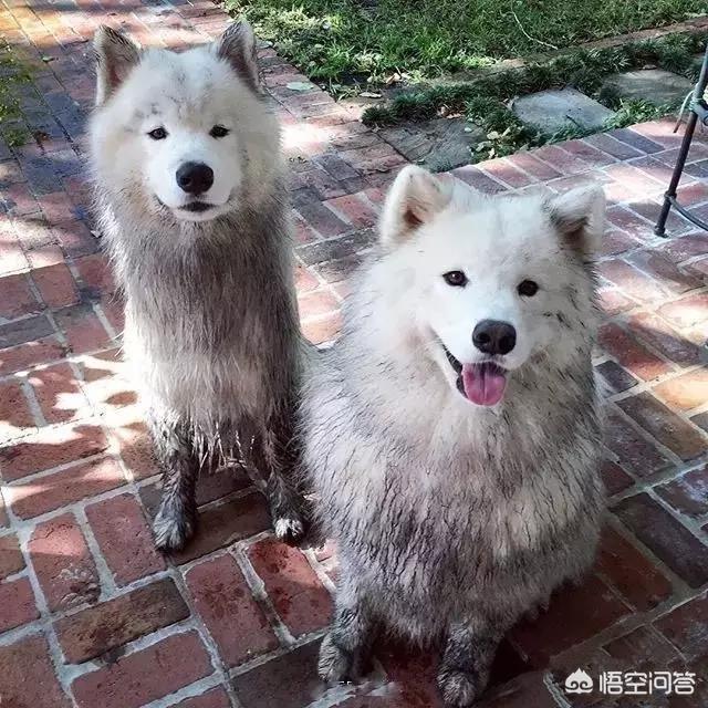 爱尔兰雪达犬吧:养萨摩耶是什么样的体验？