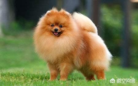 小哈多利系博美犬图片:蝴蝶犬VS博美犬之间，谁更胜一筹？