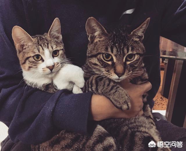 两只超萌猫咪图片:家里准备养第二只猫需要注意什么？