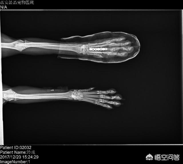 狗狗生病鼓励它的说说:狗狗生了重病，该不该放弃呢？