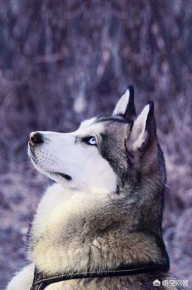 缉毒犬拉布拉多图片:金毛，拉布拉多和哈士奇这三大无攻击性犬，你会选择哪个呢？