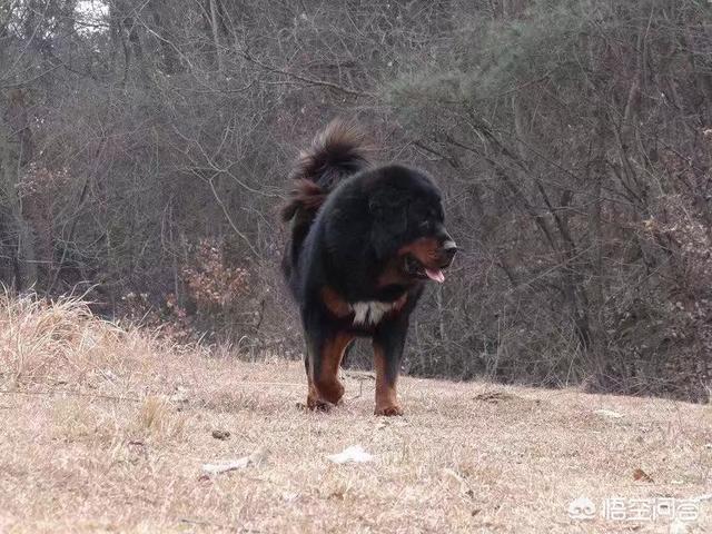 原生态藏獒的尾巴:藏獒为什么打不过平原的土狗？