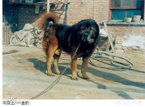 原生态藏獒的尾巴:藏獒为什么打不过平原的土狗？