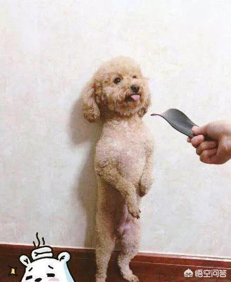 刚出生两天的巴哥犬怎么养:现在的年轻人都养些什么宠物？ 刚买的巴哥犬回家了怎么养