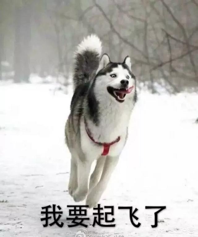 罗维纳犬画眉生头:现在的年轻人都养些什么宠物？