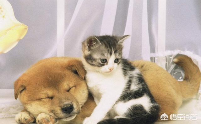 猛犬吧:猛犬吧视频 为什么很多人喜欢养猛犬？