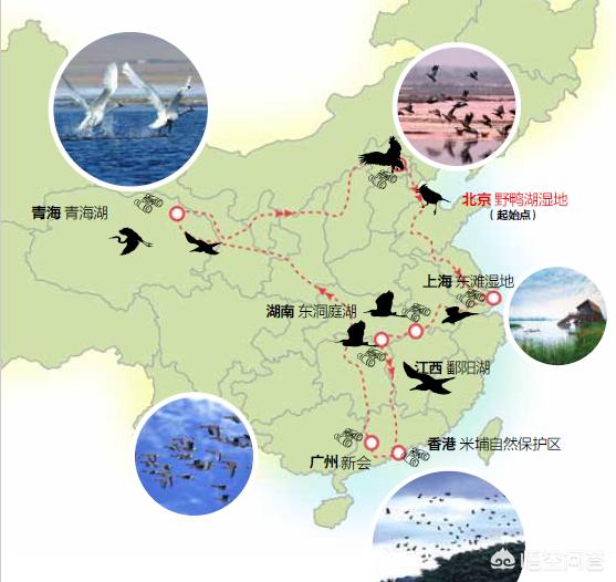 中国观鸟网:中国有什么观鸟休闲的好地方推荐吗？