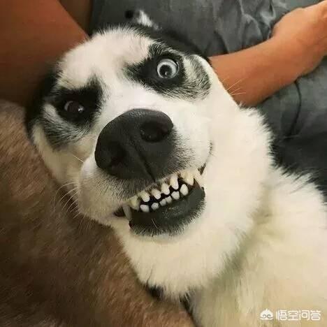 犬饲先生养狗记开始的小狗:养狗需要注意哪些事项？养狗麻烦吗？