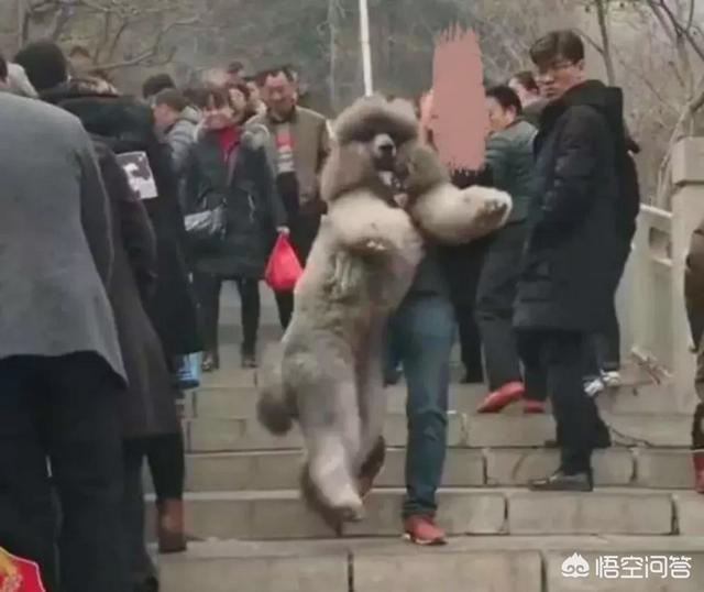 巨型泰迪:如何看待抱巨型泰迪下山？